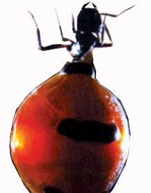 大型蚁类虫子带翅膀,全异巨首蚁各种种类蚂蚁体型