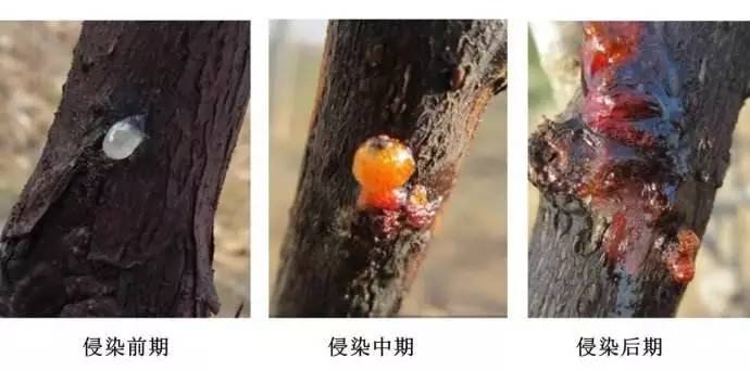 猕猴桃流红水用高锰酸钾,猕猴桃树流红水怎么解决