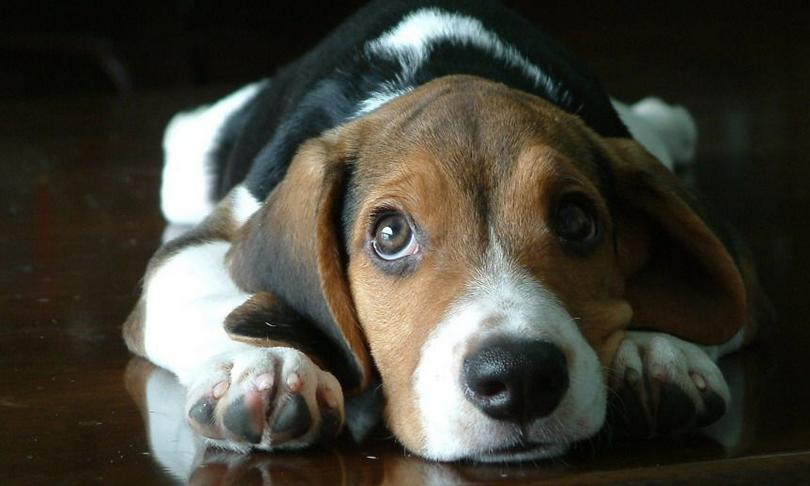 狗狗乱拉乱尿太臭了怎么办,狗狗乱拉乱尿是什么原因