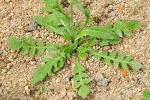 春季野菜大赏选对种类健康又美味,开春吃野菜的讲究