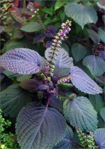 春季野菜大赏选对种类健康又美味,开春吃野菜的讲究