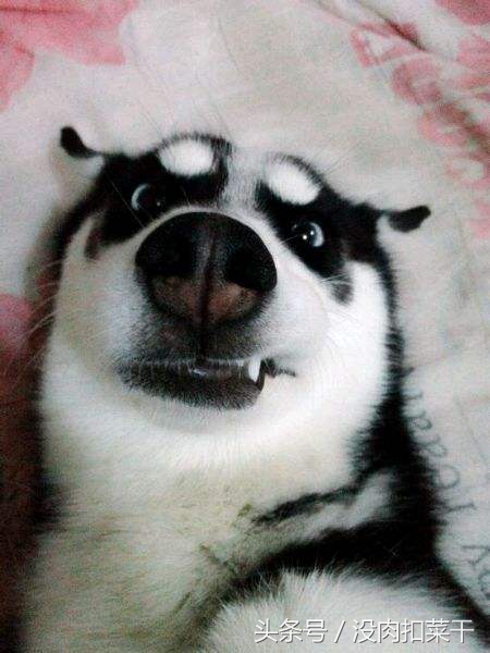 狗狗突然很粘人焦躁不安怎么回事,家里的狗狗不叫怎么办