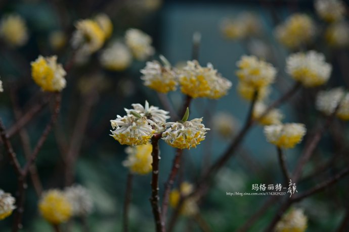 植物美图欣赏,仙气十足的植物图片