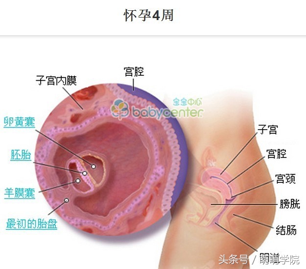 孕期1到40周胎儿发育全过程,胎儿发育40周全过程动态画