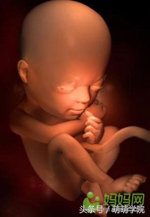 孕期1到40周胎儿发育全过程,胎儿发育40周全过程动态画