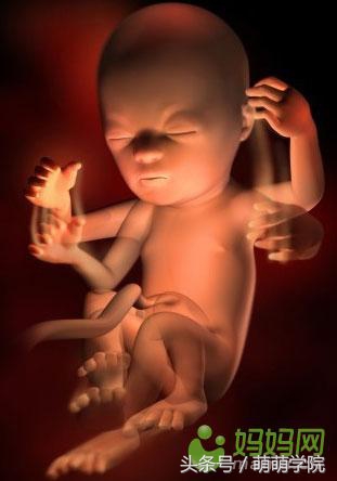 孕期1到40周胎儿发育全过程,胎儿发育40周全过程动态画