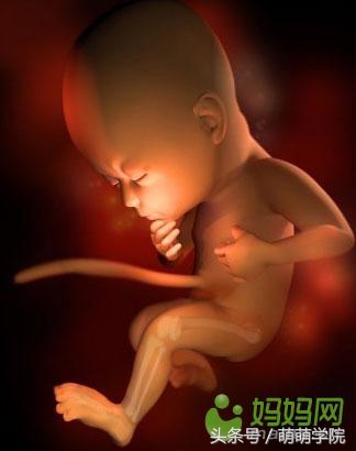 孕期1到40周胎儿发育全过程,胎儿发育40周全过程动态画