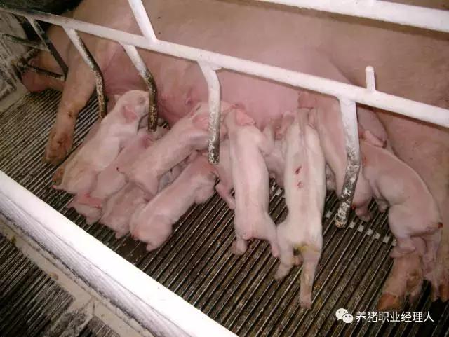 母猪断奶母猪要做什么处理,母猪断奶膘情不好怎么办