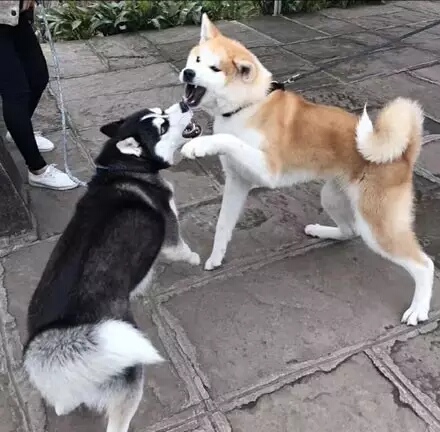 哈士奇表情包和柴犬表情包,哈士奇表情包对抗地精