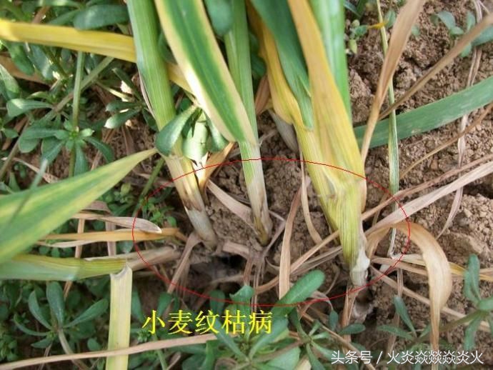 几招就能搞定小麦枯萎腐烂