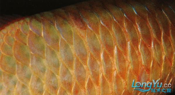 龙鱼炸鳞为什么引人不适,龙鱼炸鳞能不能多加盐