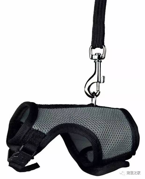 荷兰猪外出郊游，操心的事太多，其实只要做到这几点就可以了