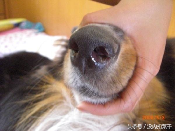 狗狗突然很粘人焦躁不安怎么回事,家里的狗狗不叫怎么办