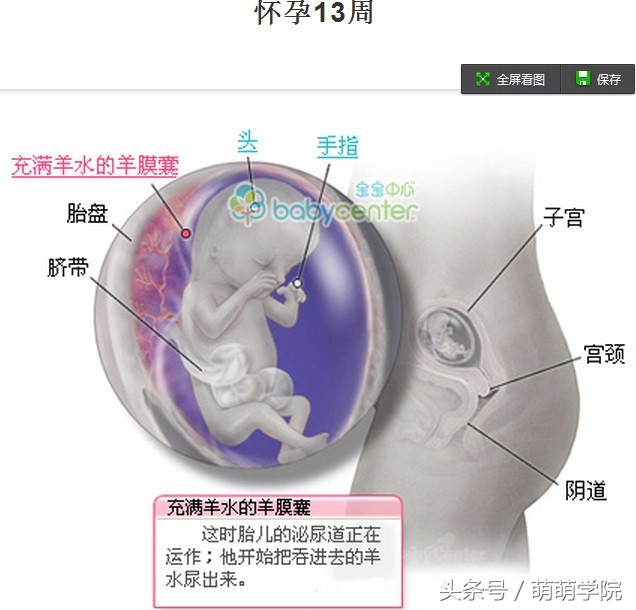 孕期1到40周胎儿发育全过程,胎儿发育40周全过程动态画
