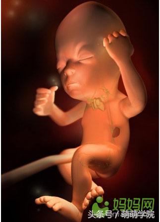 孕期1到40周胎儿发育全过程,胎儿发育40周全过程动态画