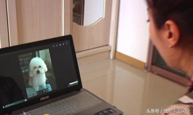 大连狗狗被打事件,宠物狗挑衅大型犬被咬死