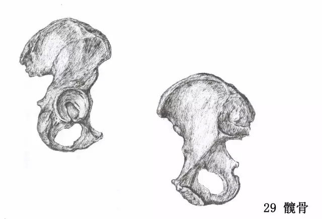正所谓画骨画皮也画心,画皮画骨还画心