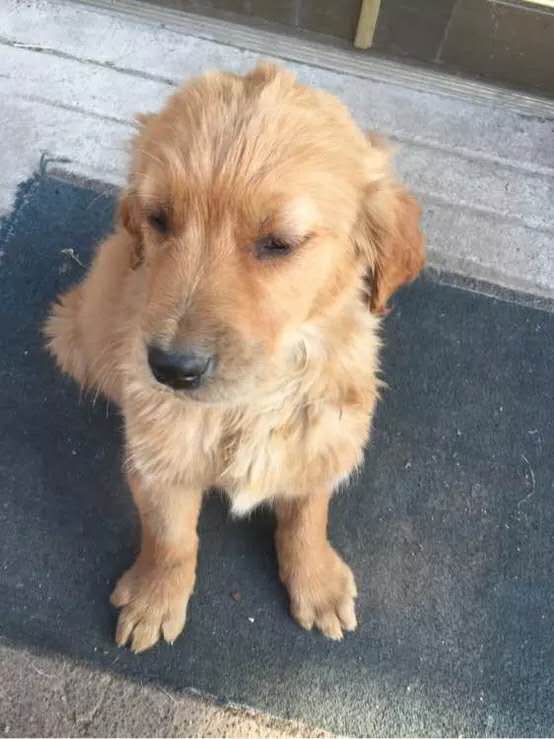 小孩该怎么对待金毛 (一岁多的金毛怎么教养他)