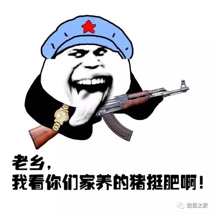 荷兰猪外出郊游，操心的事太多，其实只要做到这几点就可以了