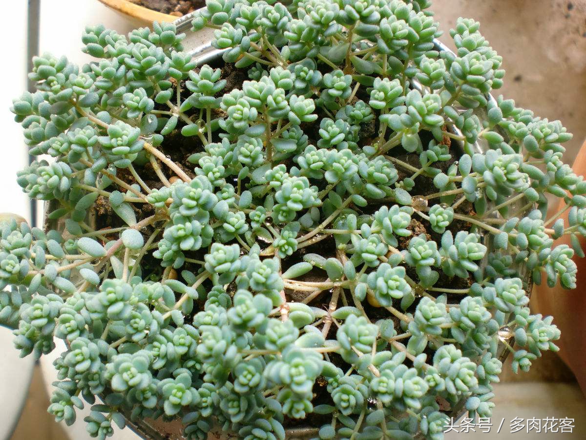 姬星美人用浅盆还是深盆,多肉植物旋叶姬星美人怎么养护