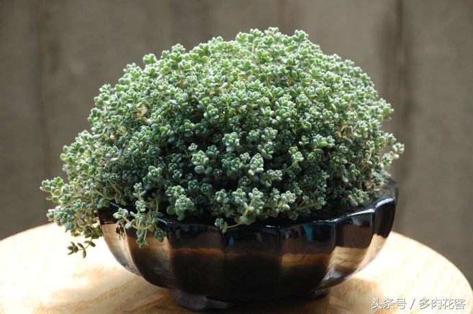 姬星美人用浅盆还是深盆,多肉植物旋叶姬星美人怎么养护