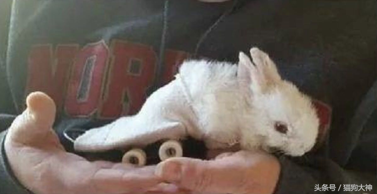 兔子宝宝被主人打哭而且还被打伤,兔宝宝被大兔子攻击