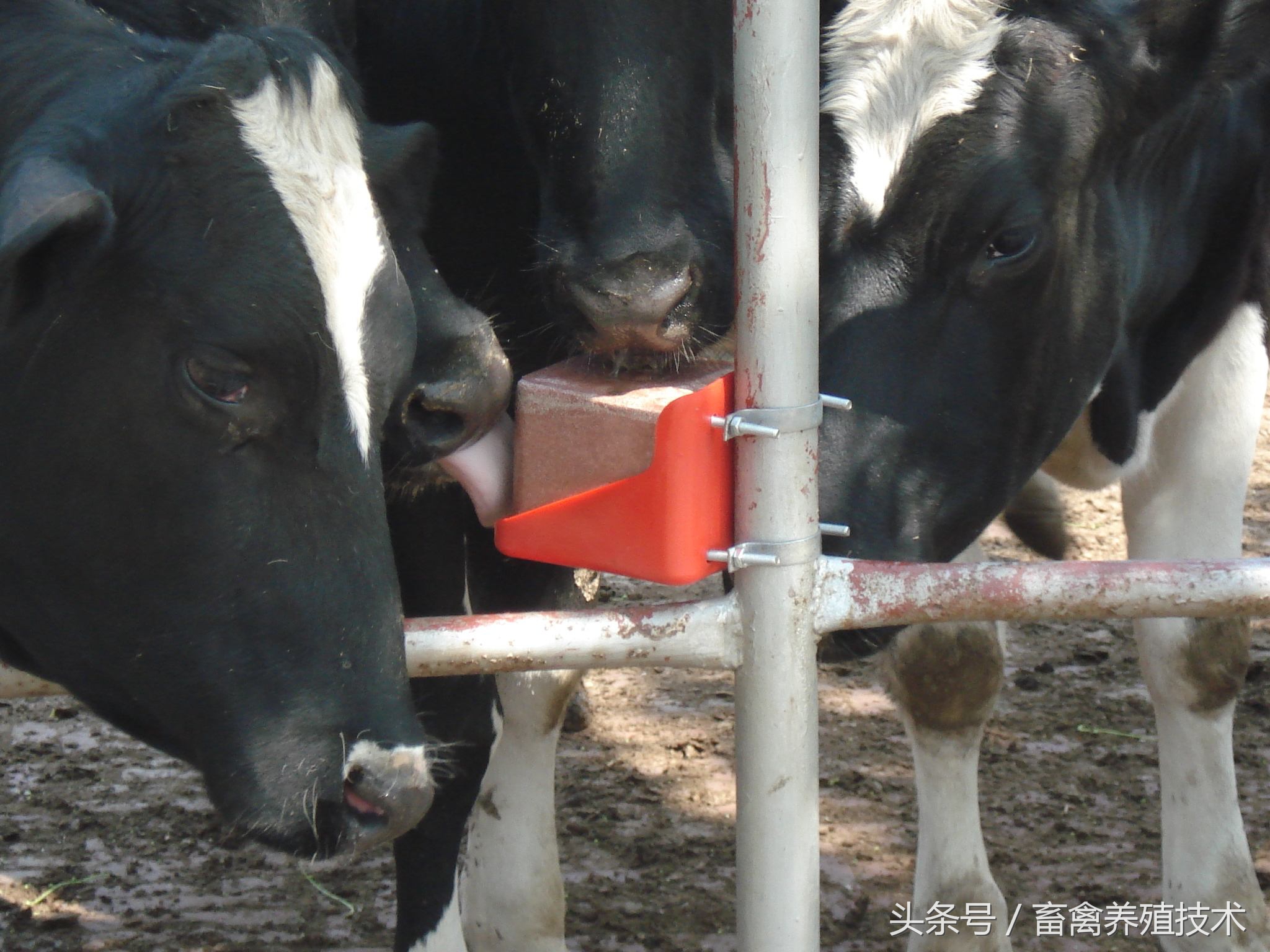 养牛喂到农药怎么办,养牛喂尿素科学吗有毒吗