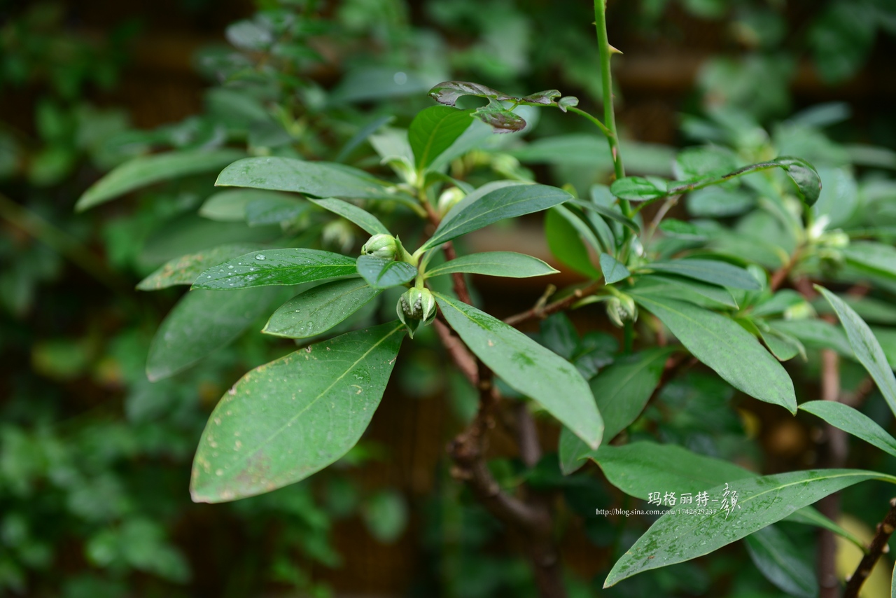 植物美图欣赏,仙气十足的植物图片