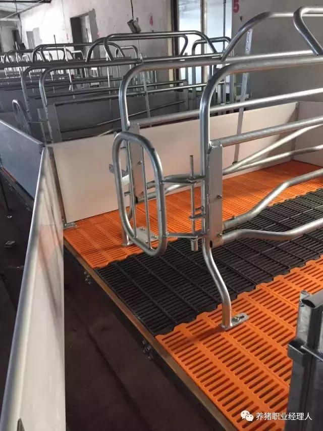 母猪断奶母猪要做什么处理,母猪断奶膘情不好怎么办