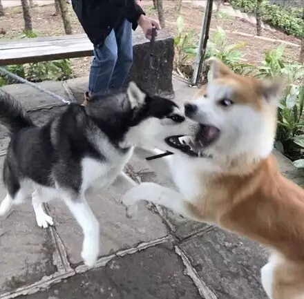 哈士奇表情包和柴犬表情包,哈士奇表情包对抗地精