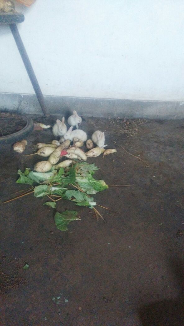 兔子的生活习惯,兔子的生活习惯和本领