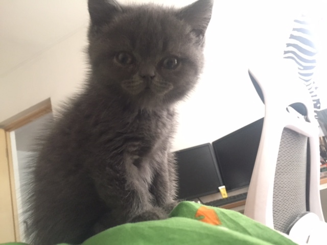 去猫舍买猫要多少钱,宠物市场买的蓝猫两个月能活吗