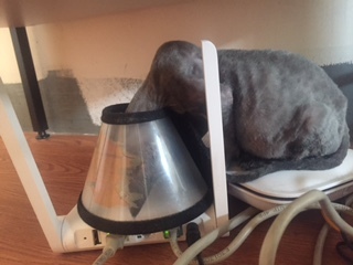 去猫舍买猫要多少钱,宠物市场买的蓝猫两个月能活吗