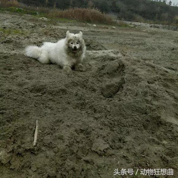 猫咪被割了蛋需要怎么护理,猫咪割了蛋还会打架吗