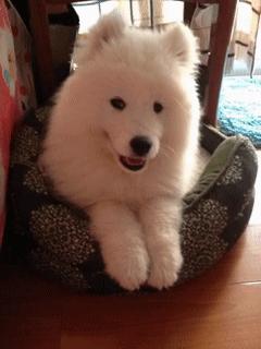 纯不纯萨摩怎么鉴定,男子买萨摩耶犬怀疑是假