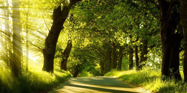 清新自得，一室绿意聚为林