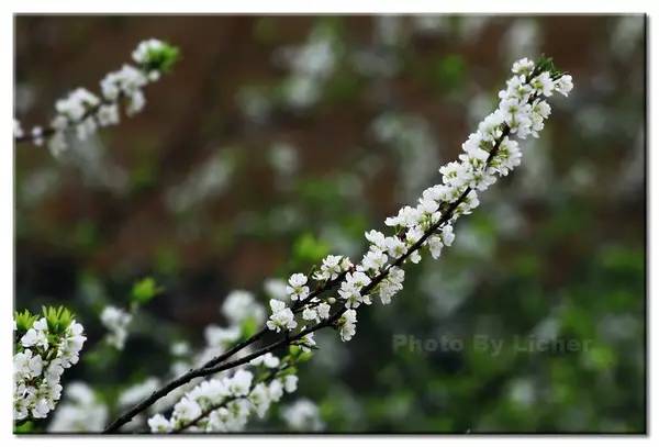 清明深圳周边一日游好去处,深圳仙湖植物园清明踏青赏花