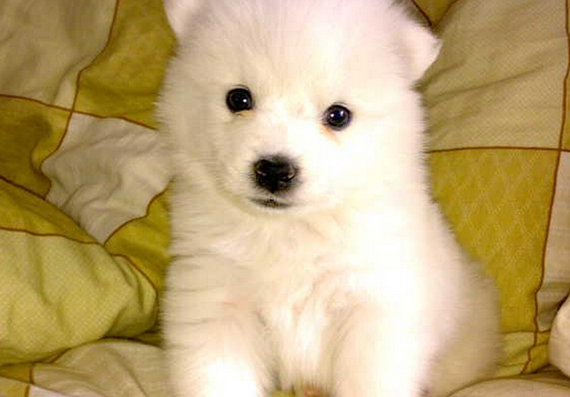 萨摩耶拉稀深褐色,萨摩耶拉稀是黑色的