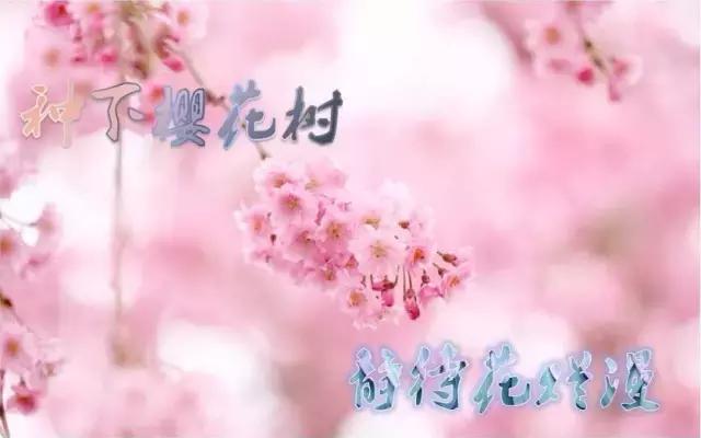 鸣翠湖万人植树节来袭，这里有颗樱花树等你来认领！