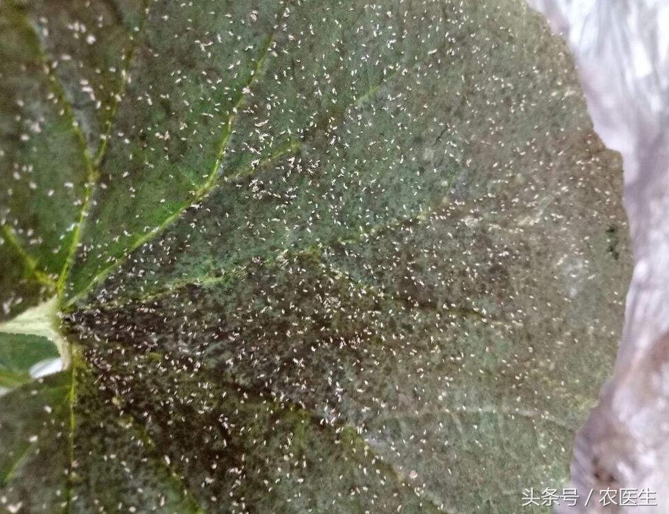 葡萄灰霉病和穗轴褐枯病防治,甜瓜枯萎病根腐病