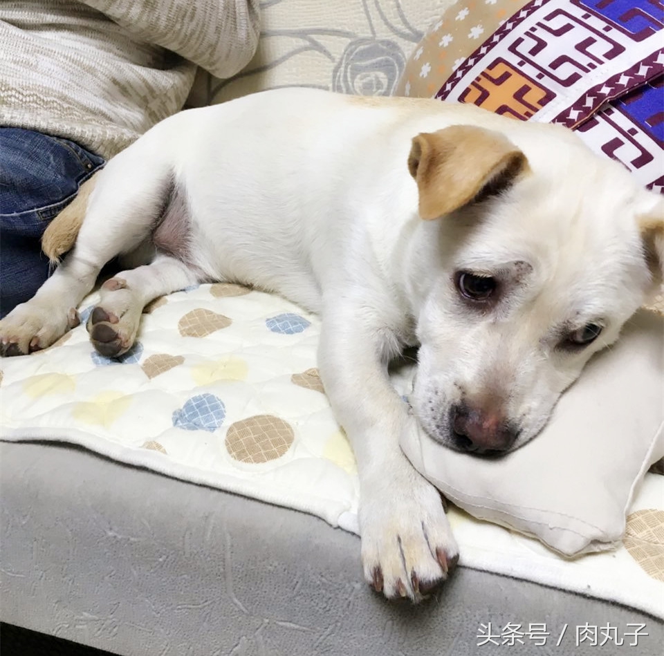 狗瘟方案,狗瘟自愈的药