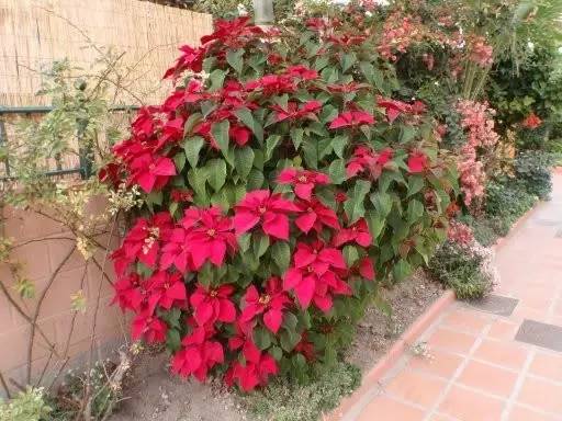 花苞突然变黑掉了什么原因,种花叶子黄了用什么办法让它变绿