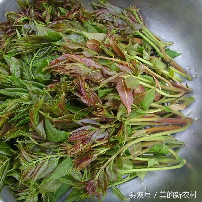 去白头发最好的野菜,清肺最快的野菜