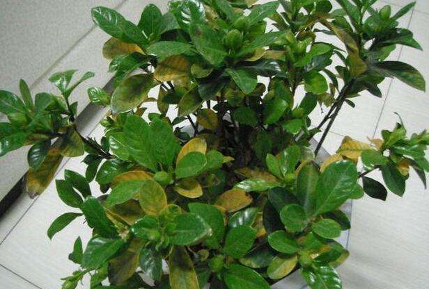 让你的花草起死回生小妙招,让绿植复活的药水