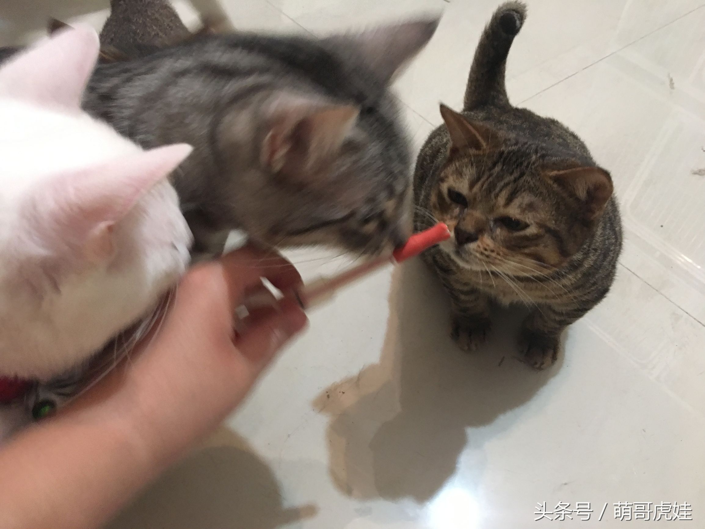 家里小馋猫,家里的小馋猫