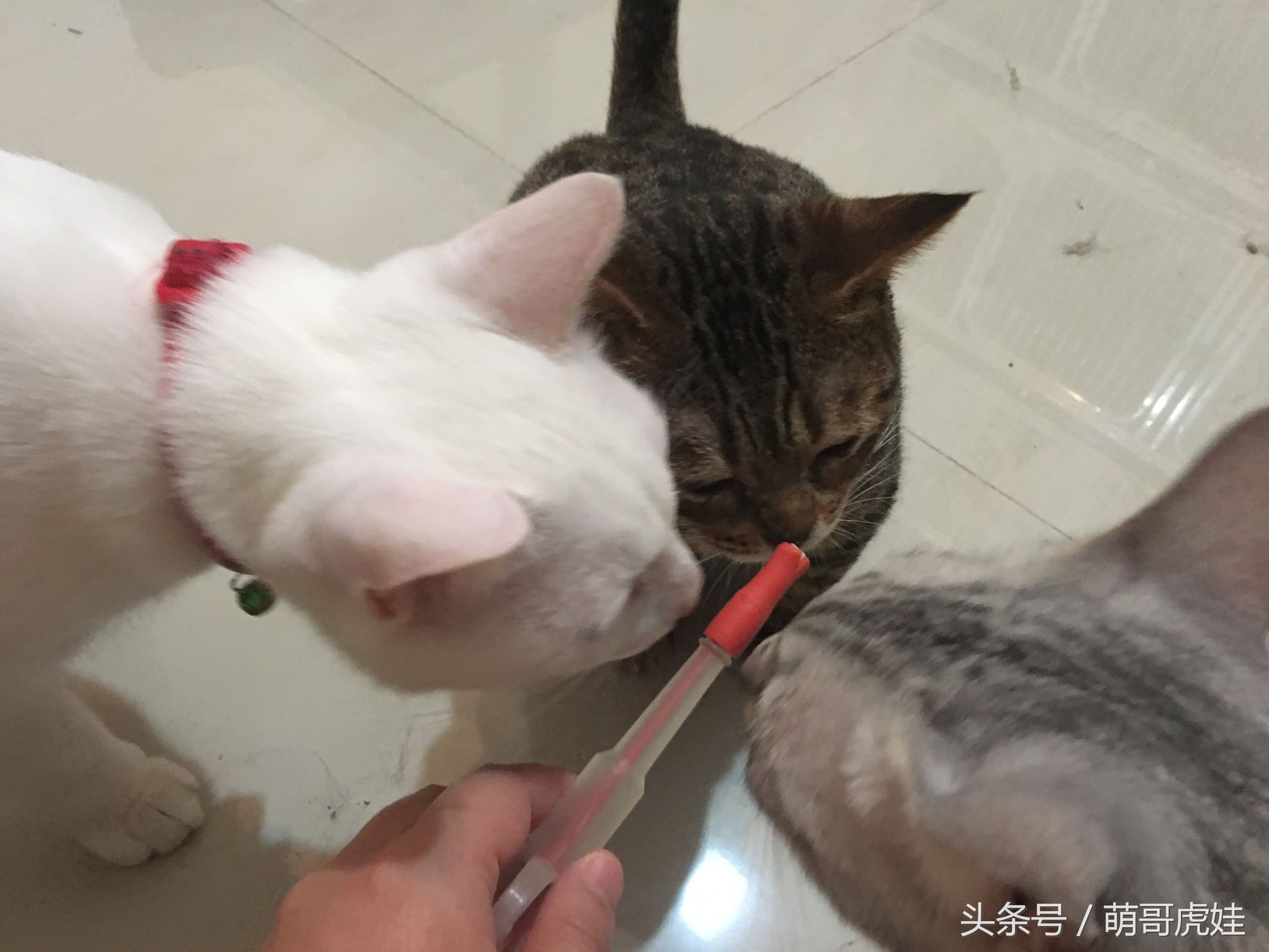 家里小馋猫,家里的小馋猫