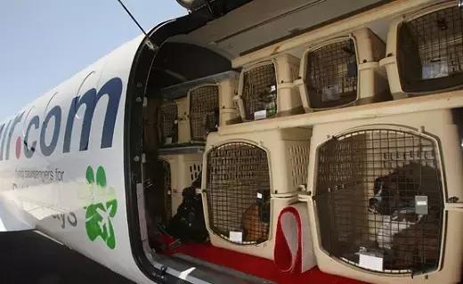 各航空宠物托运,航空托运宠物最新规定