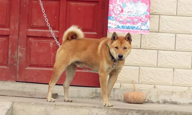 相狗经老人教你挑选好狗,古代选狗与现代选狗的方法