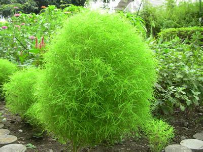 春季野菜大赏选对种类健康又美味,开春吃野菜的讲究