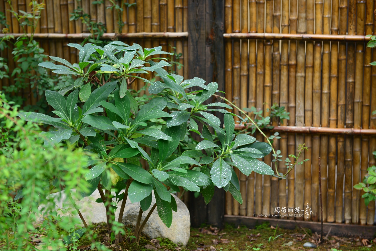 植物美图欣赏,仙气十足的植物图片